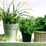 Plantele-de-interior-si-capacitatile-lor-de-purificare-a-aerului.jpg
