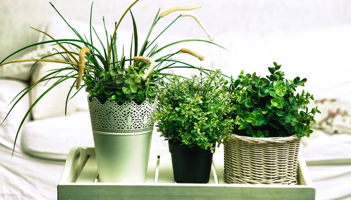 Plantele-de-interior-si-capacitatile-lor-de-purificare-a-aerului.jpg